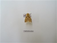藏品(碎斑黃東燈蛾)的圖片